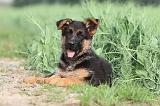 BERGER ALLEMAND 754